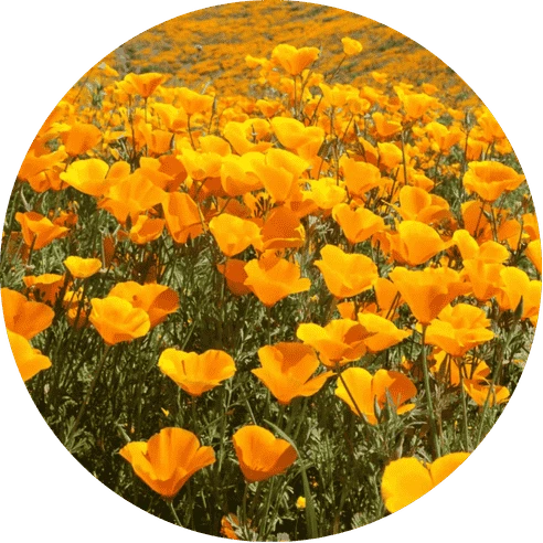 California Poppy Seed (Eschscholzia californica)