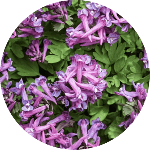 Corydalis (Corydalis yanhusuo) Powder
