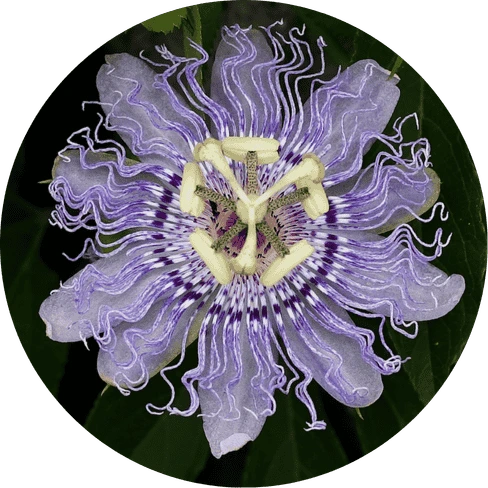Passionflower Extract (Passiflora incarnata)