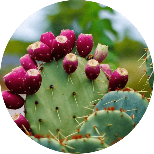 Prickly Pear Extract (Opuntia phaeacantha)