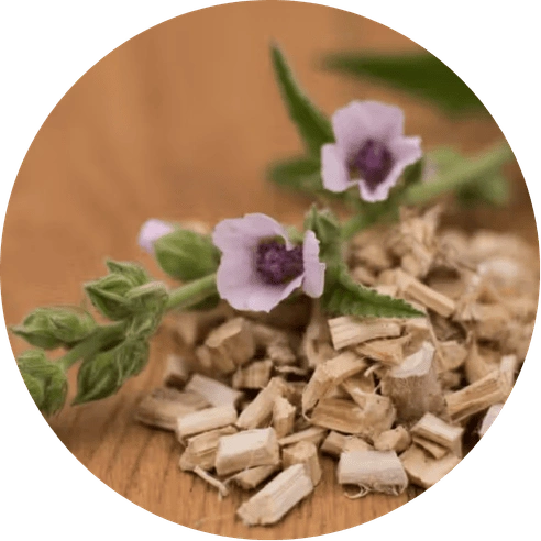 Marshmallow Root (Althaea officinalis)